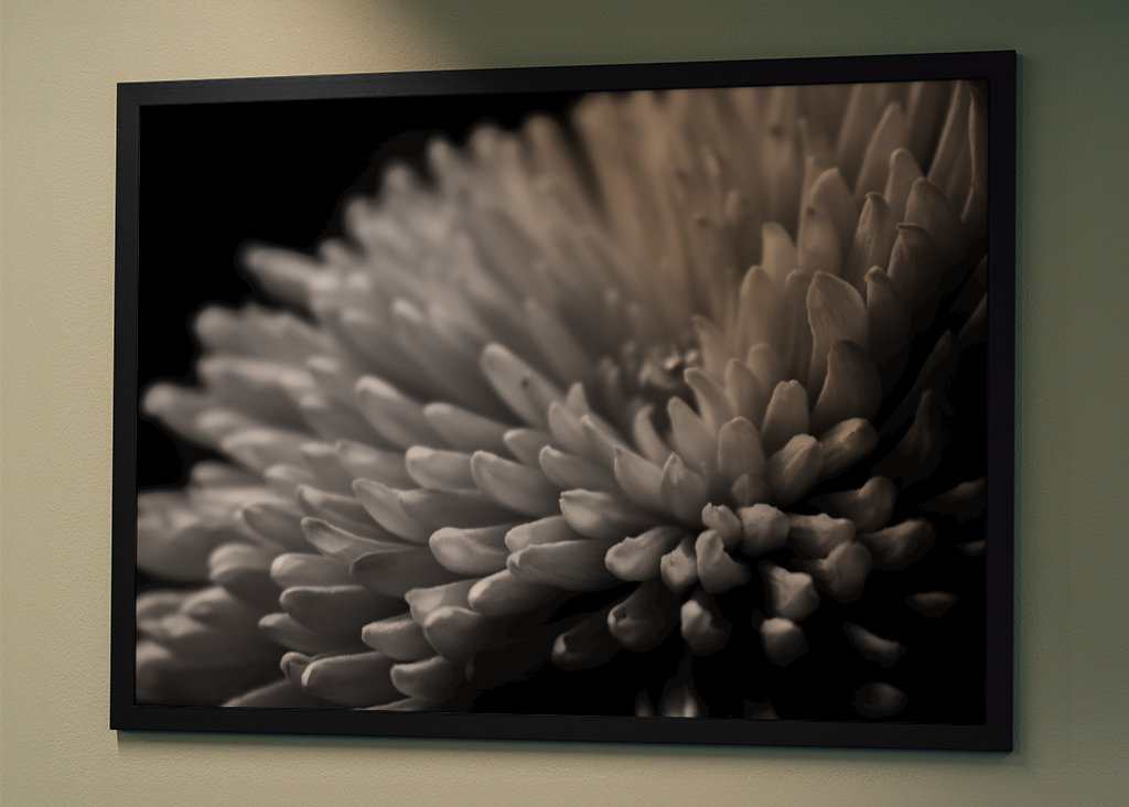 Sort og hvid blomst tæt på