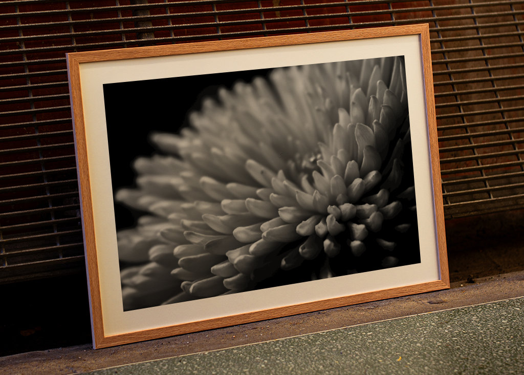 Sort og hvid blomst tæt på