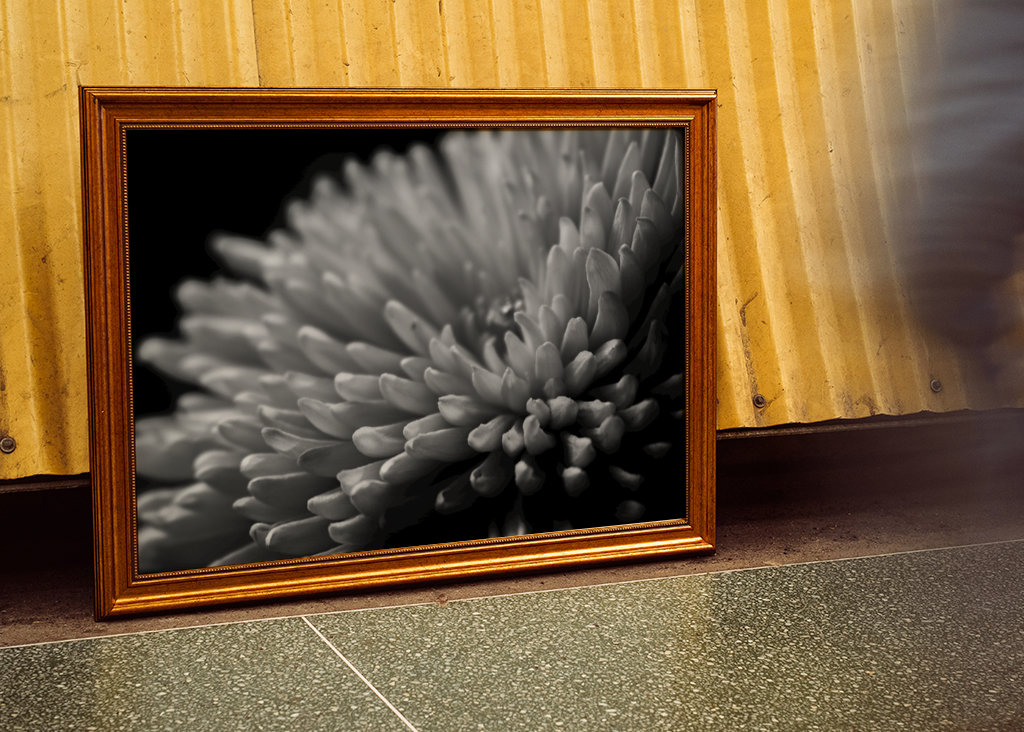 Sort og hvid blomst tæt på