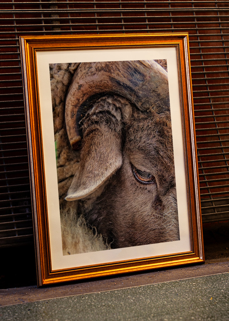 BELLE CHÈVRE AU PREMIER PLAN