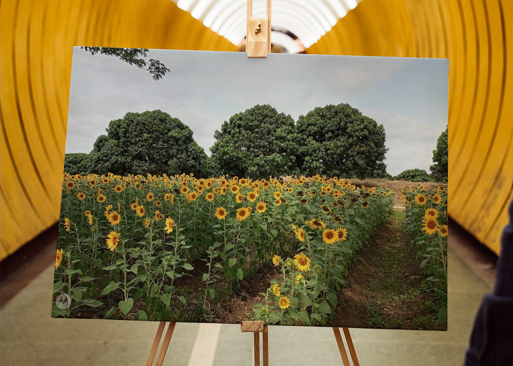 Kvetoucí slunečnice.