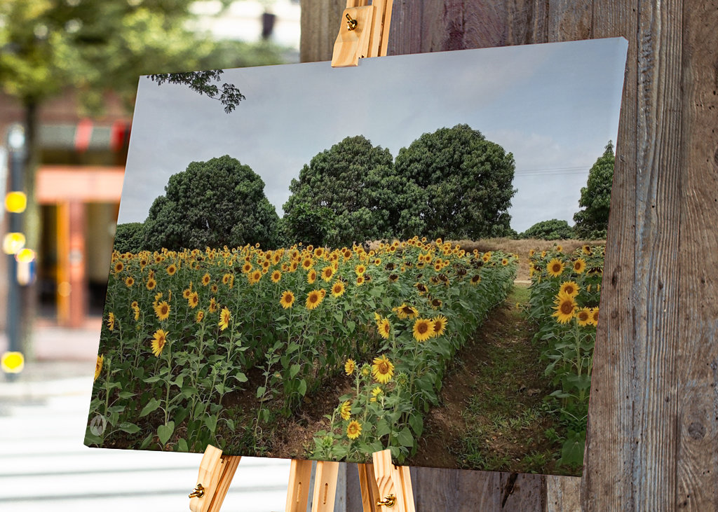 Kvetoucí slunečnice.