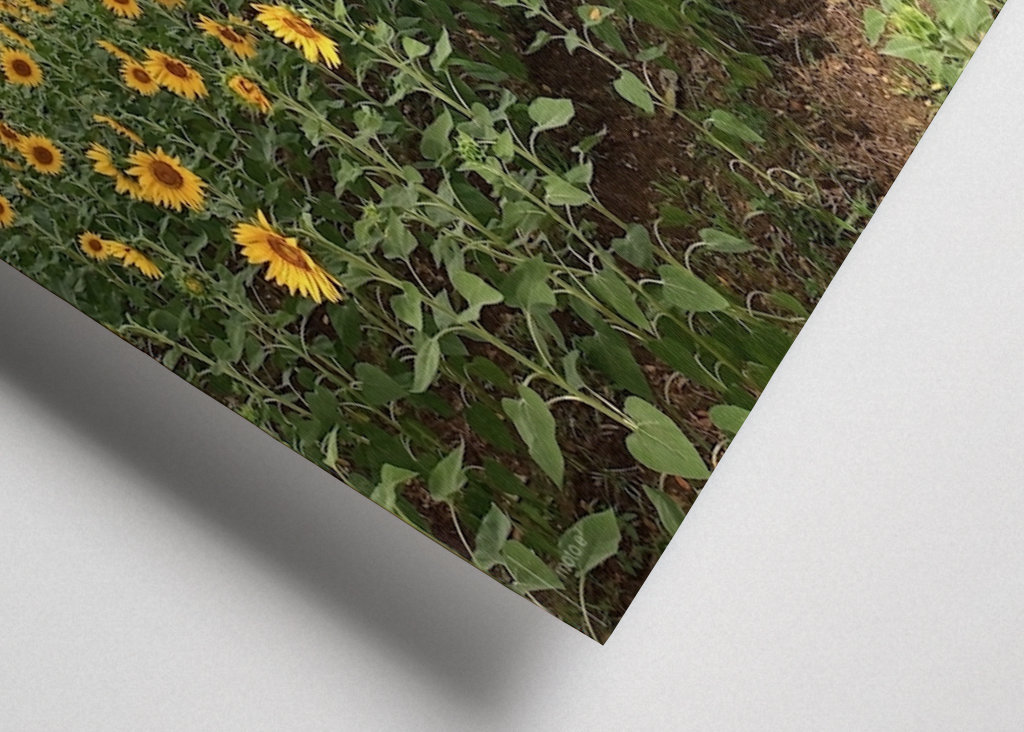 Kvetoucí slunečnice.