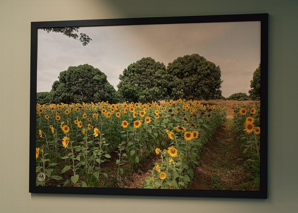 Kvetoucí slunečnice.