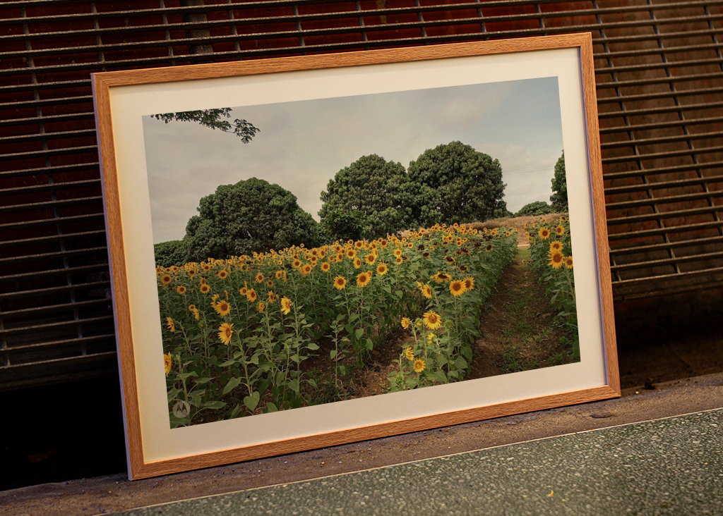 Kvetoucí slunečnice.