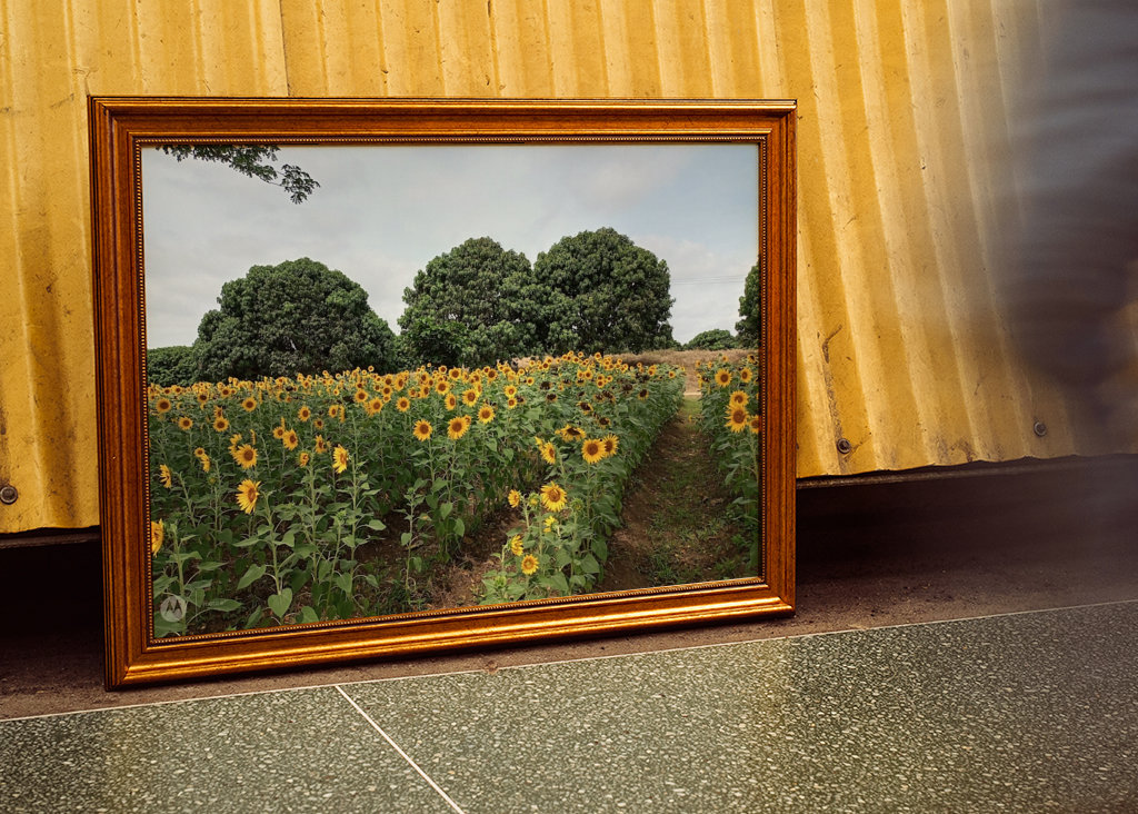 Kvetoucí slunečnice.