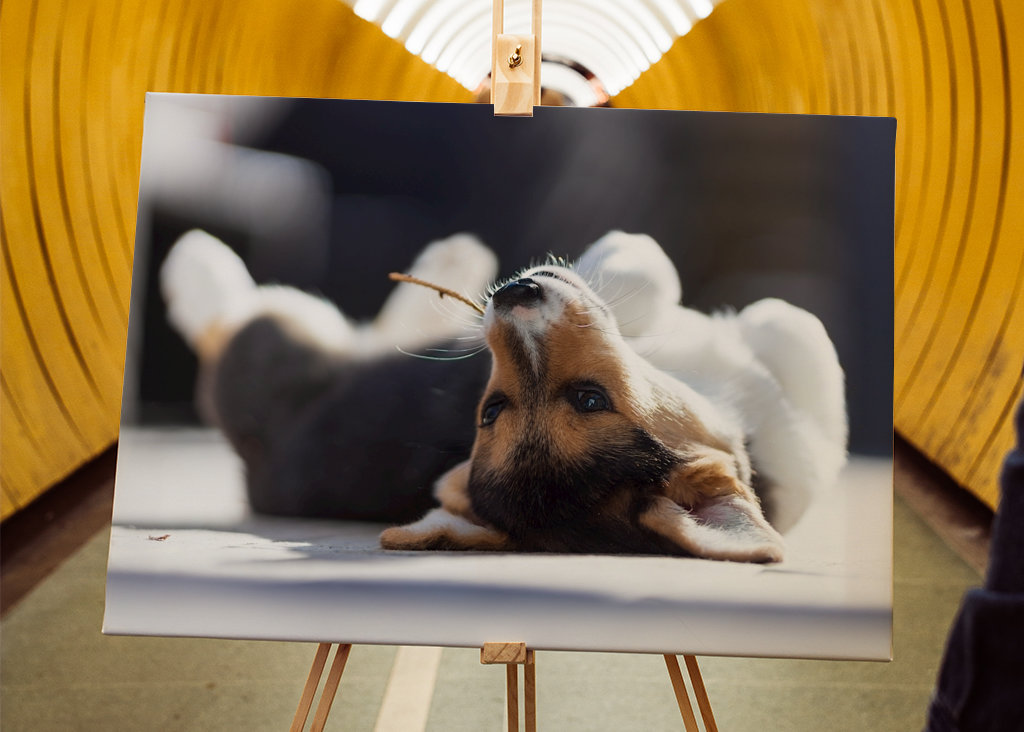Relaxační Welsh Corgi Pembroke