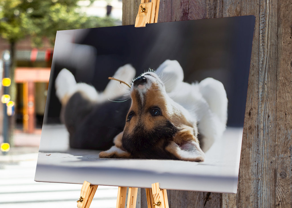 Relaxační Welsh Corgi Pembroke