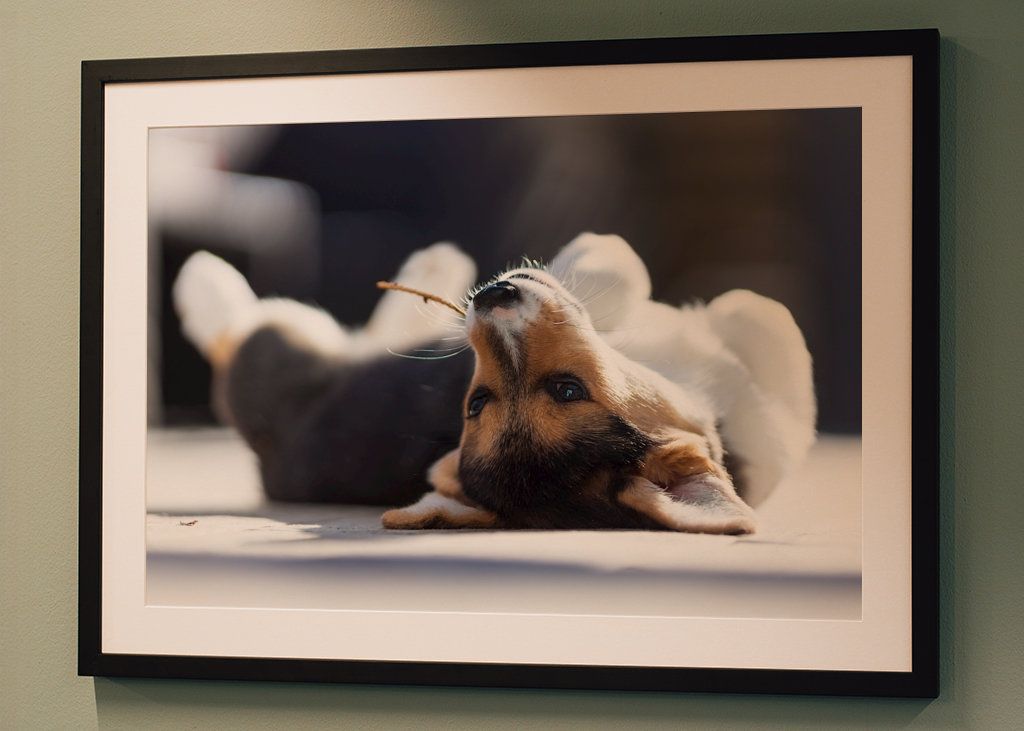 Relaxační Welsh Corgi Pembroke