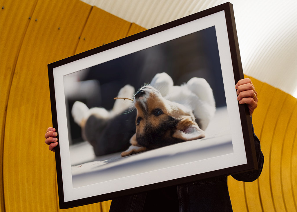 Relaxační Welsh Corgi Pembroke