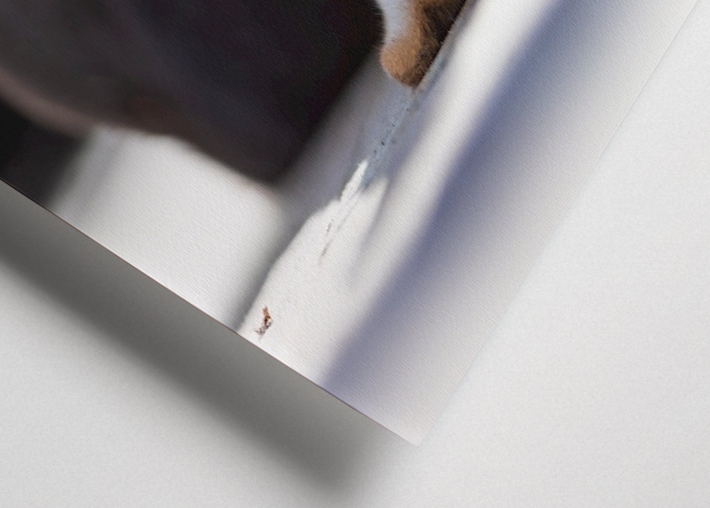 Relaxační Welsh Corgi Pembroke