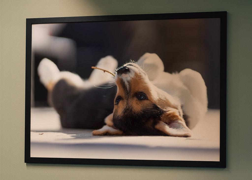 Relaxační Welsh Corgi Pembroke