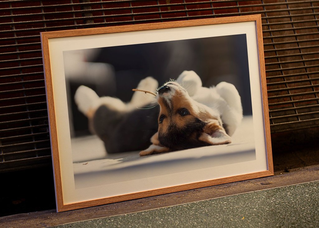 Relaxační Welsh Corgi Pembroke