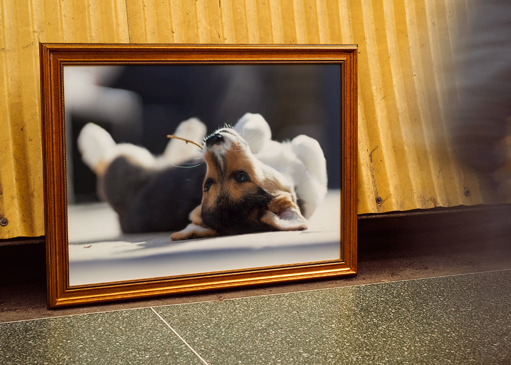 Relaxační Welsh Corgi Pembroke