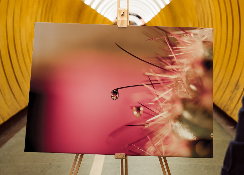 Water Drop and Cactus
