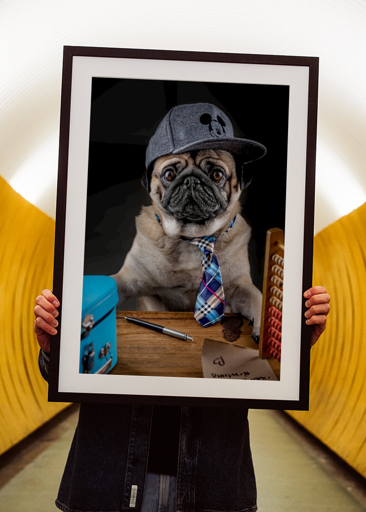 Mopshond met hema onderwijs