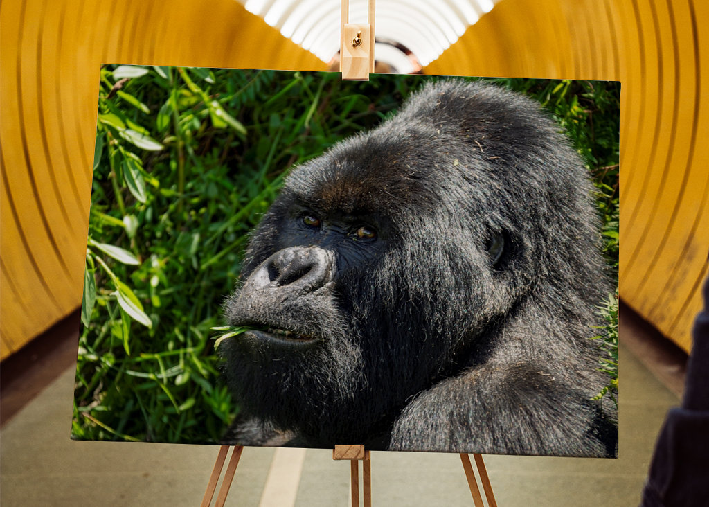 Viehättävä vuorigorilla