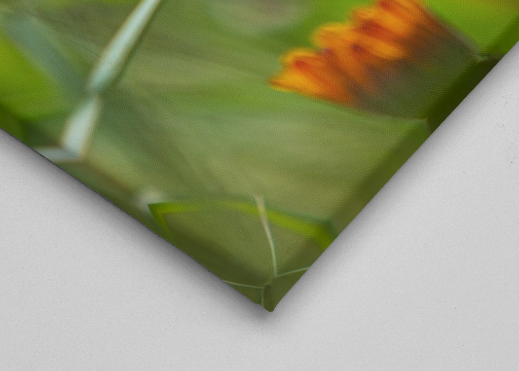 V plném rozsahu blom