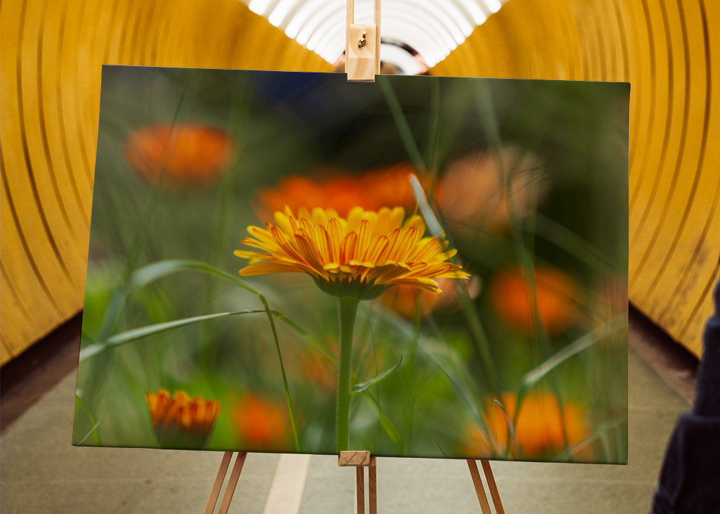 V plném rozsahu blom