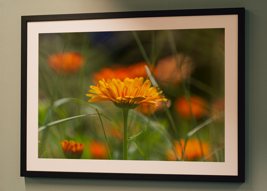 V plném rozsahu blom