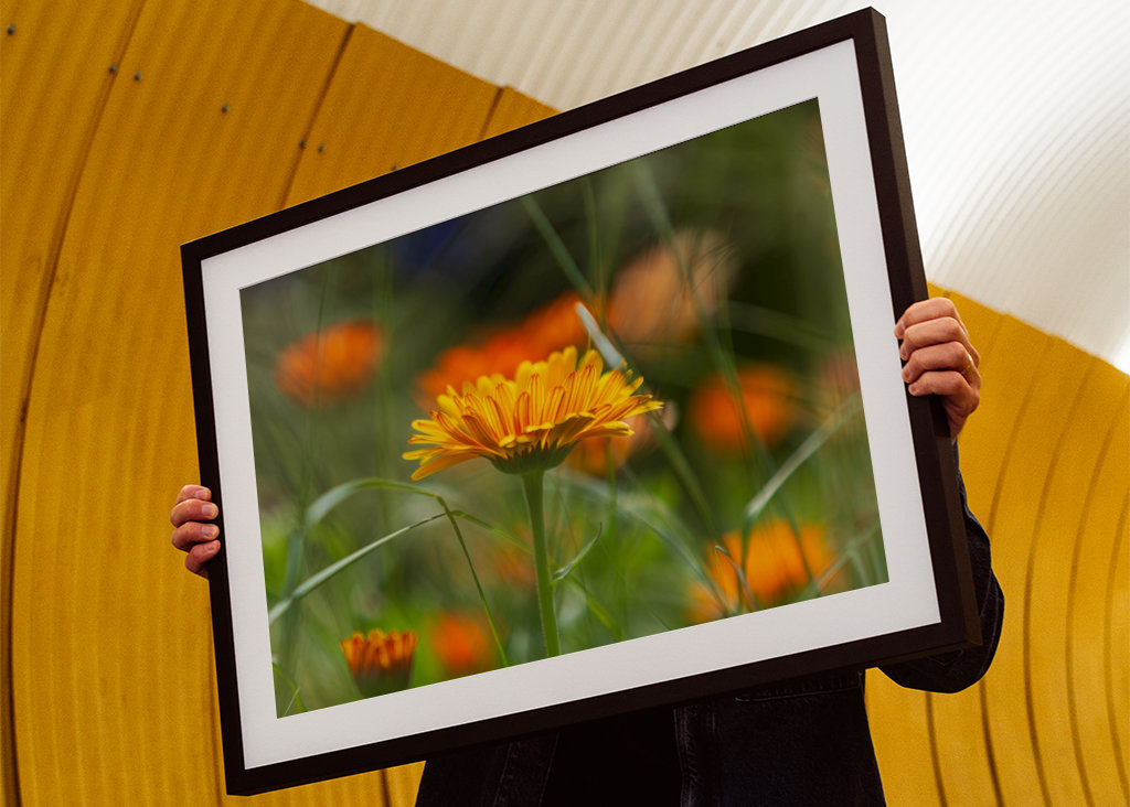 V plném rozsahu blom