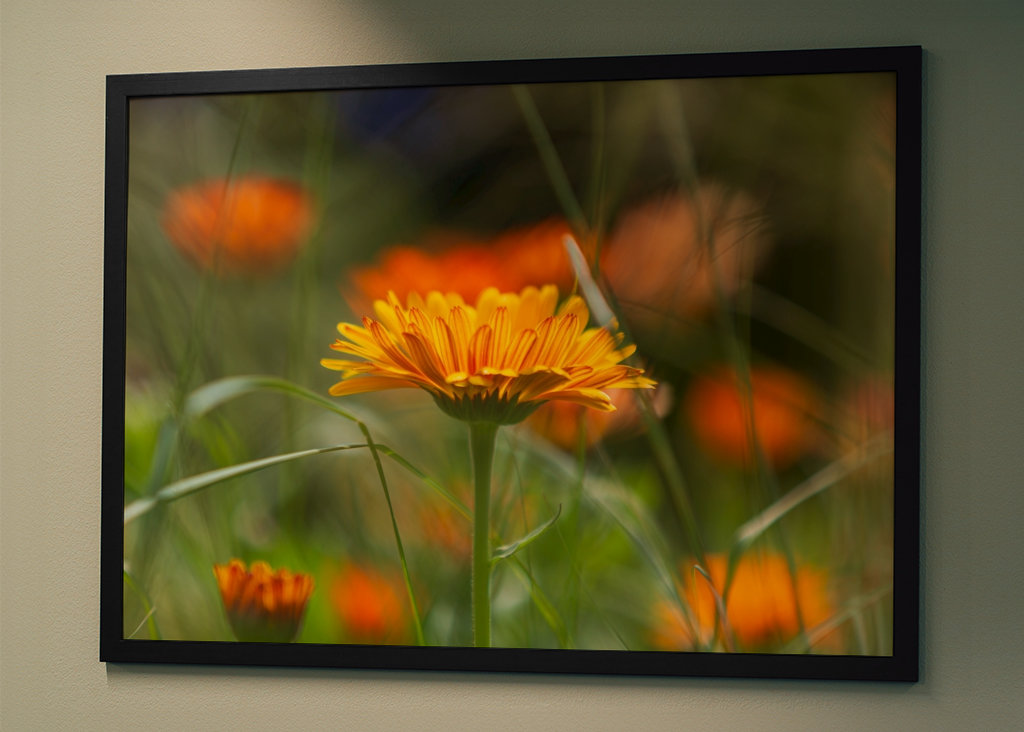 V plném rozsahu blom