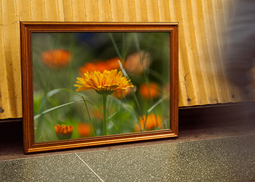 V plném rozsahu blom