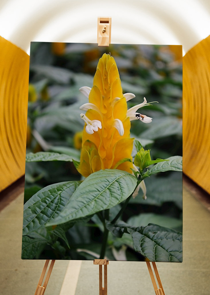 Žlutá kreveta květ 1