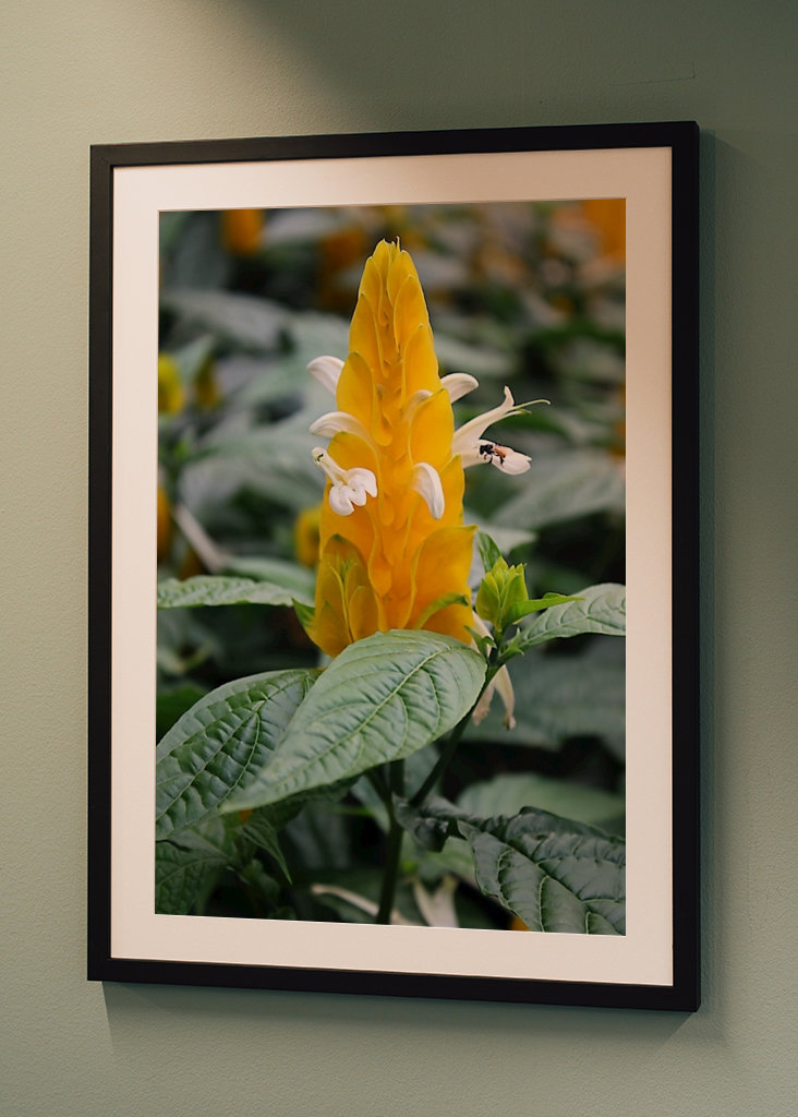 Žlutá kreveta květ 1