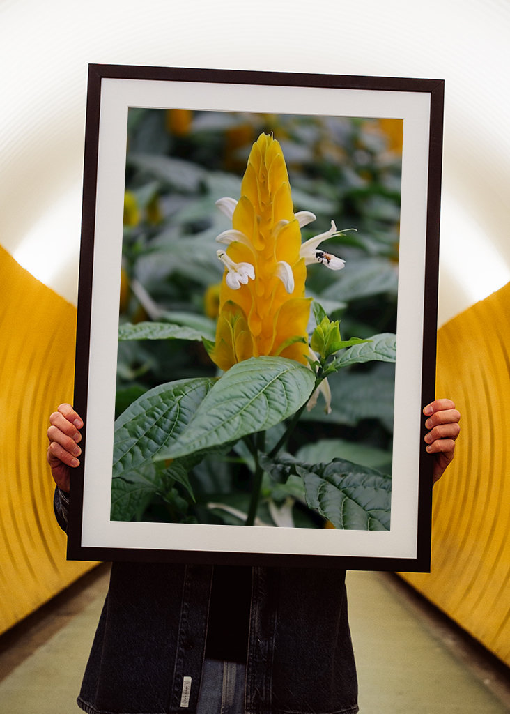 Žlutá kreveta květ 1