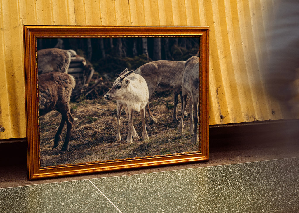 Weißes Rentier im Urwald 