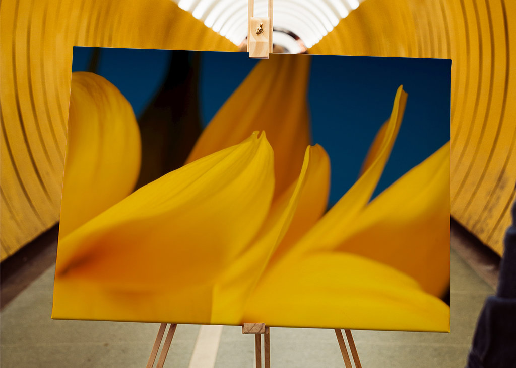 Pétalos de girasol detalle