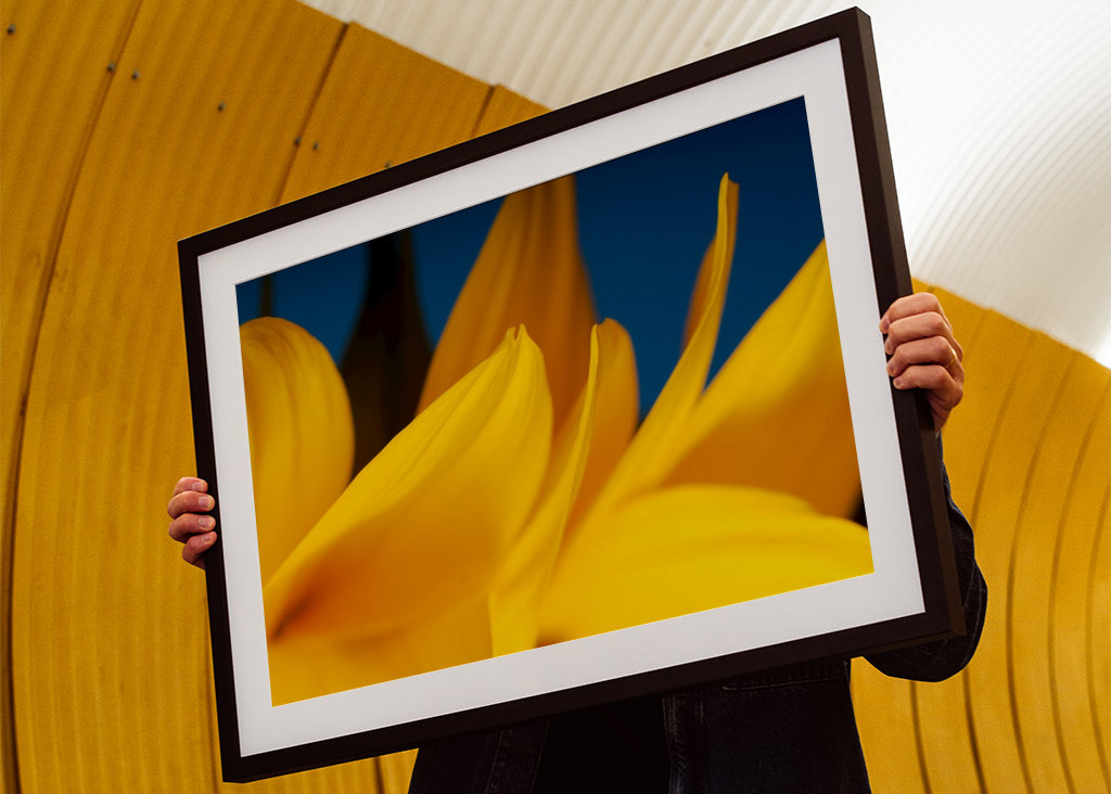 Pétalos de girasol detalle