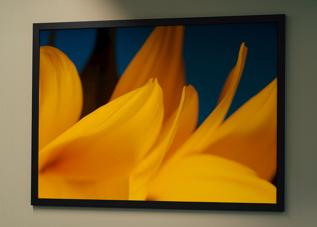 Pétalos de girasol detalle