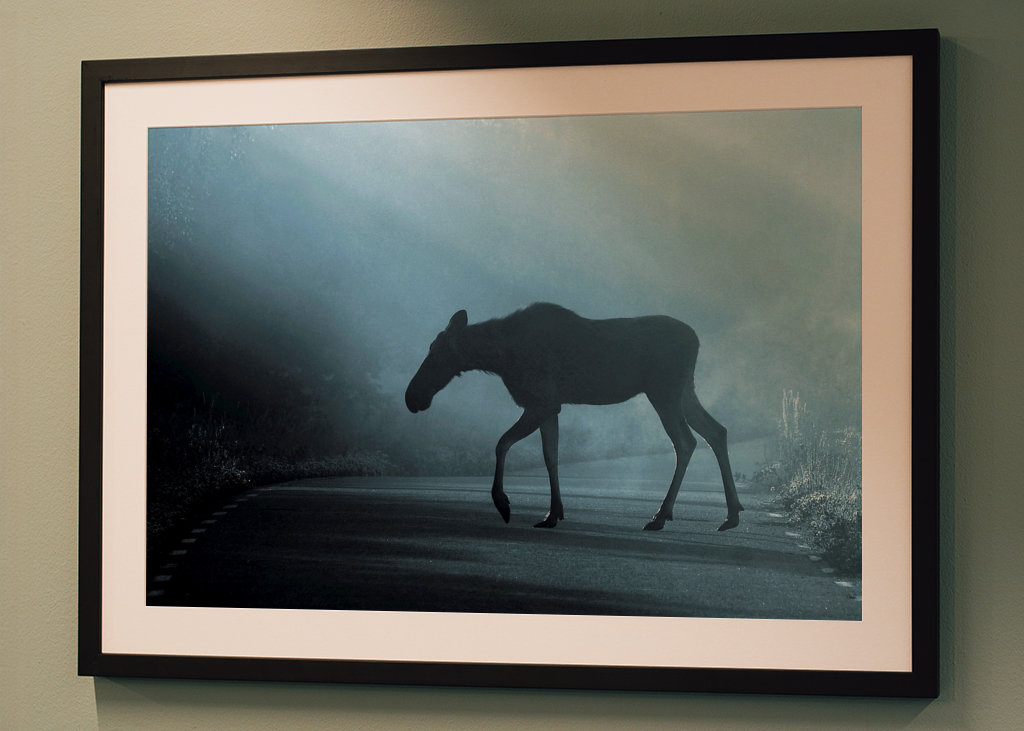 Elch überqueren Straße