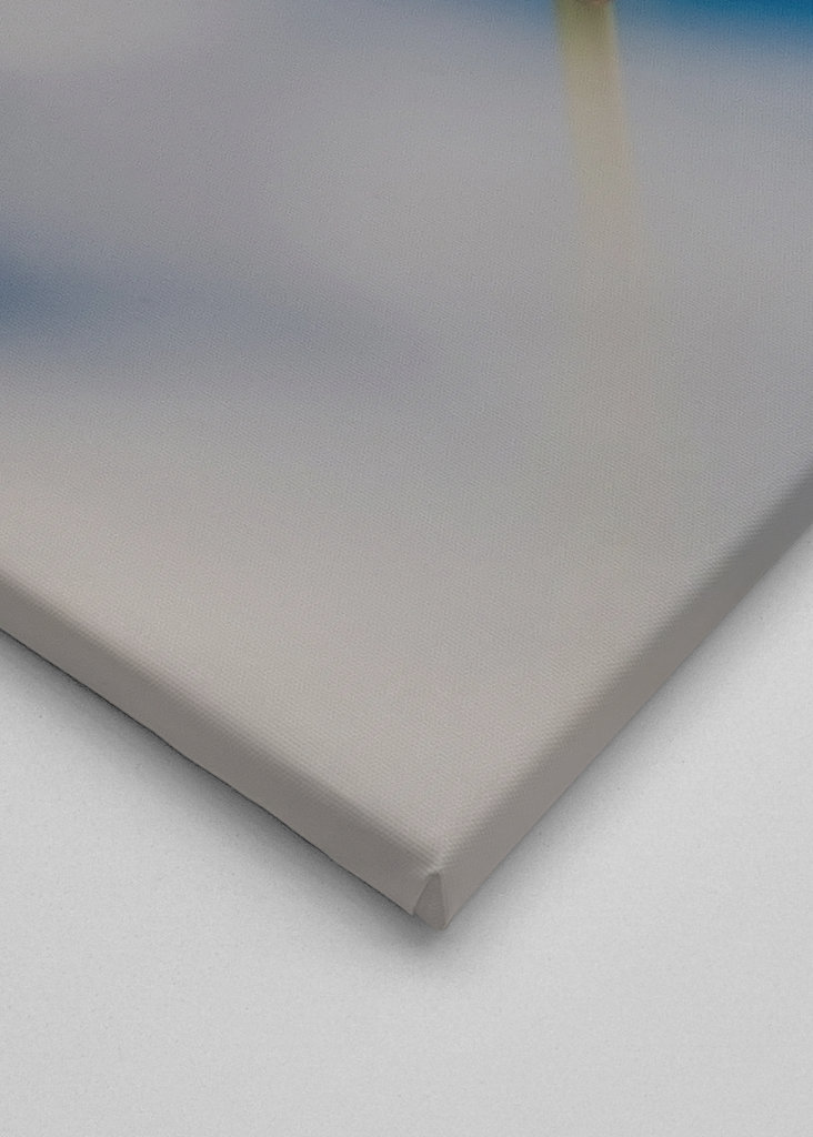 Red rose blue background