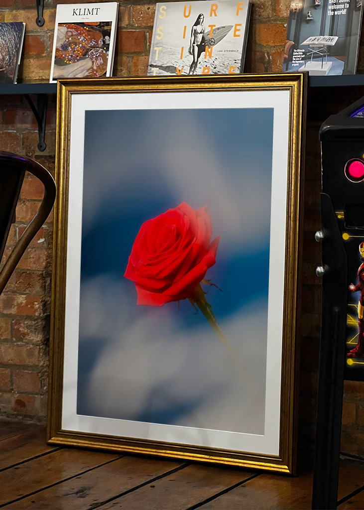 Red rose blue background