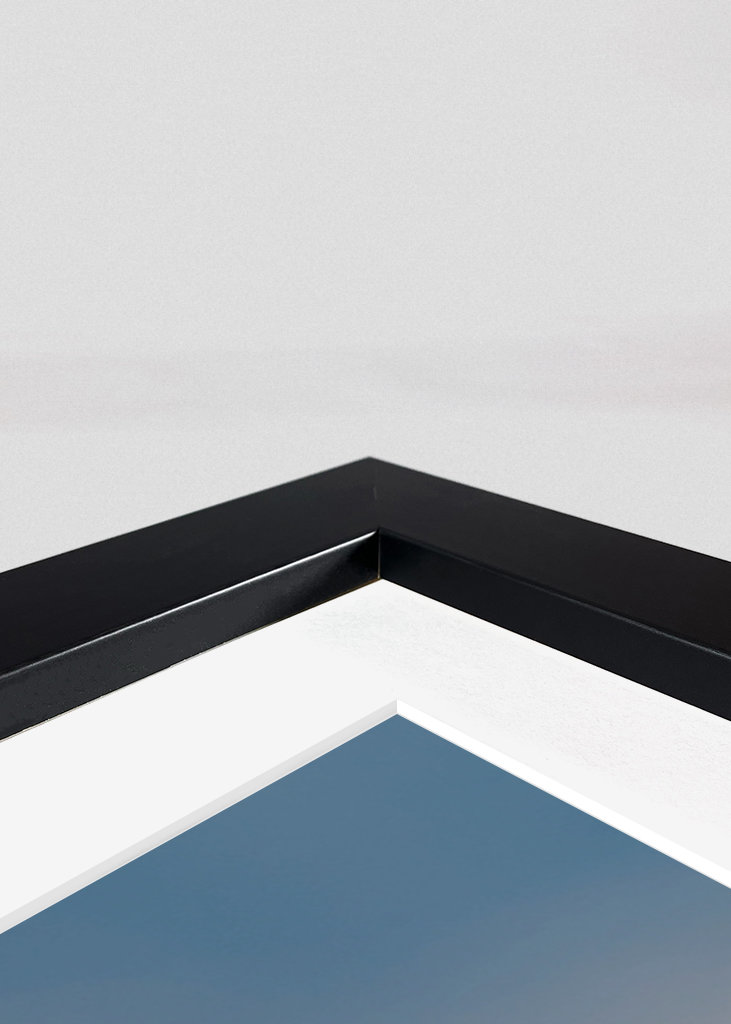 Red rose blue background