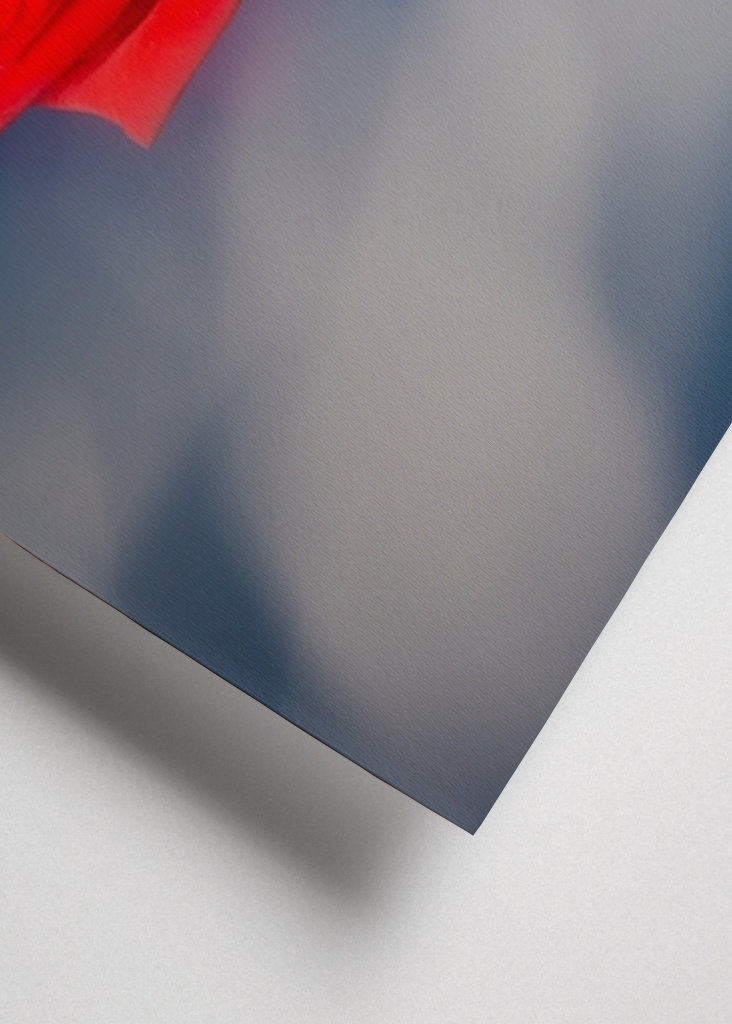 Red rose blue background