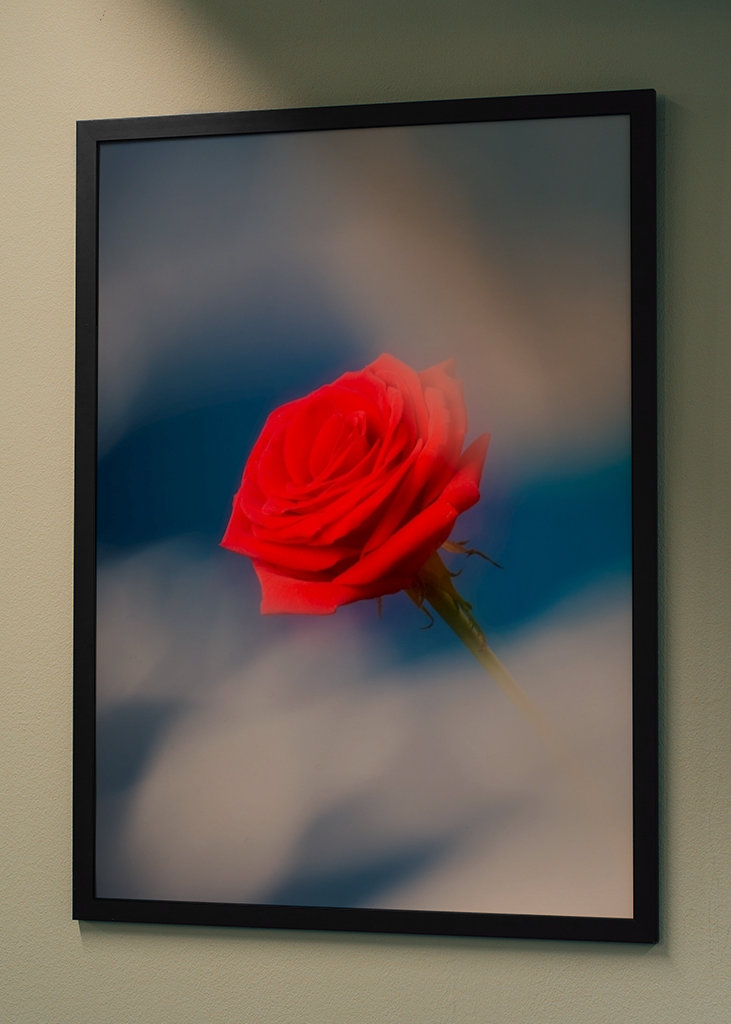 Red rose blue background