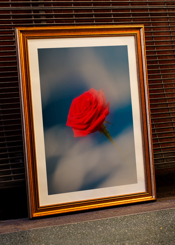 Red rose blue background