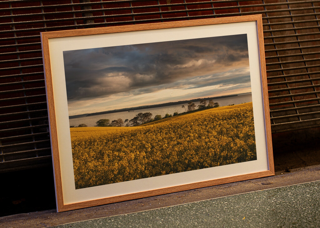 Blick auf Vene mit Rapsfeld 