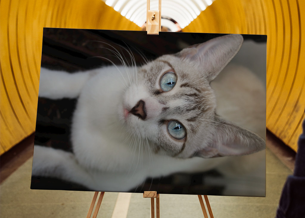 Shimmering Tints of the Soul