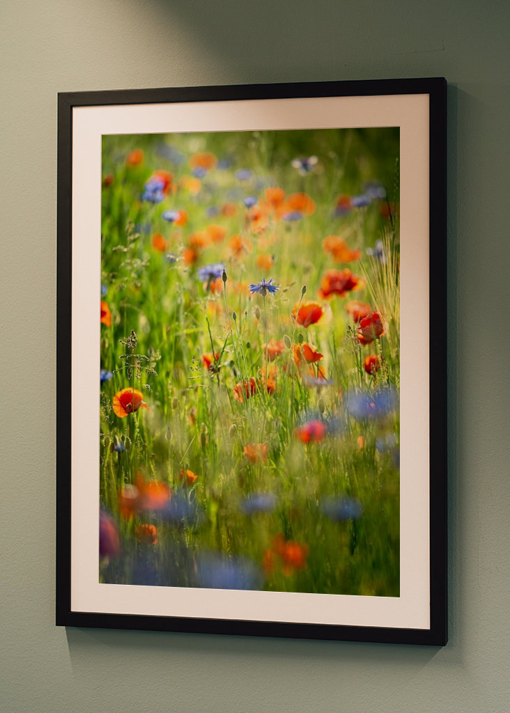 Valmue og kornblomst