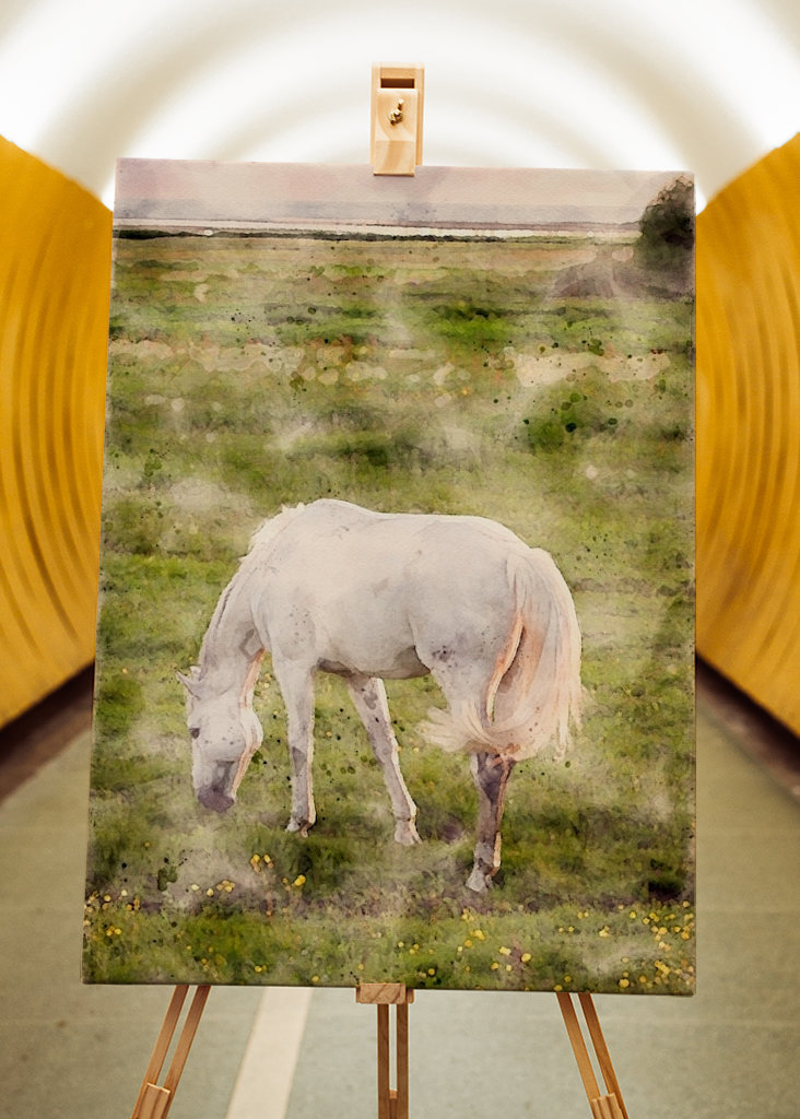 White horse on beach meadow 