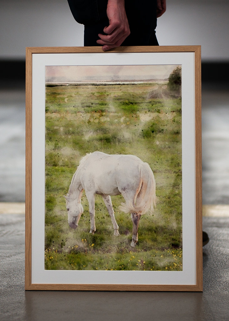 White horse on beach meadow 