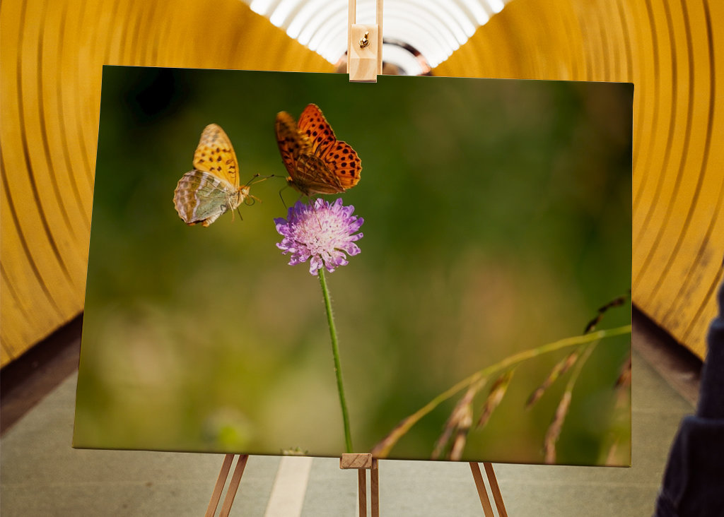 Motýli na letní louce