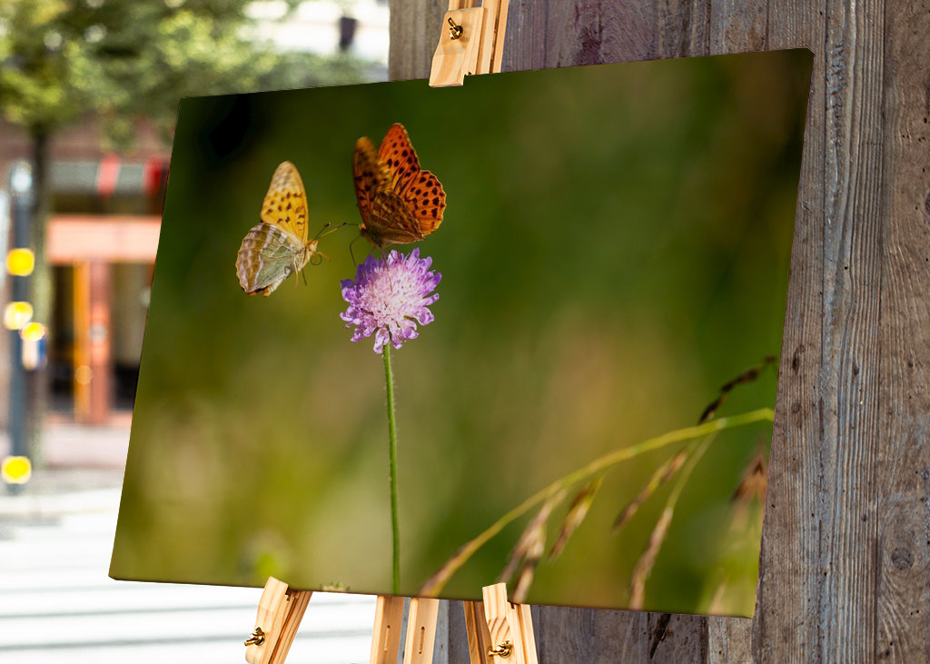 Motýli na letní louce