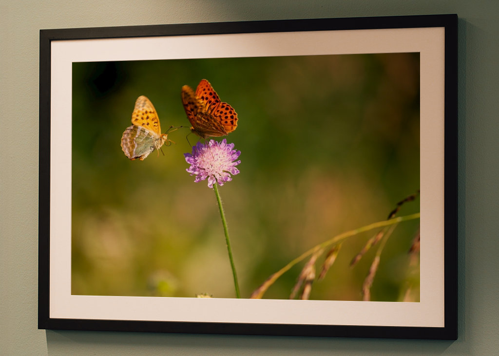 Motýli na letní louce