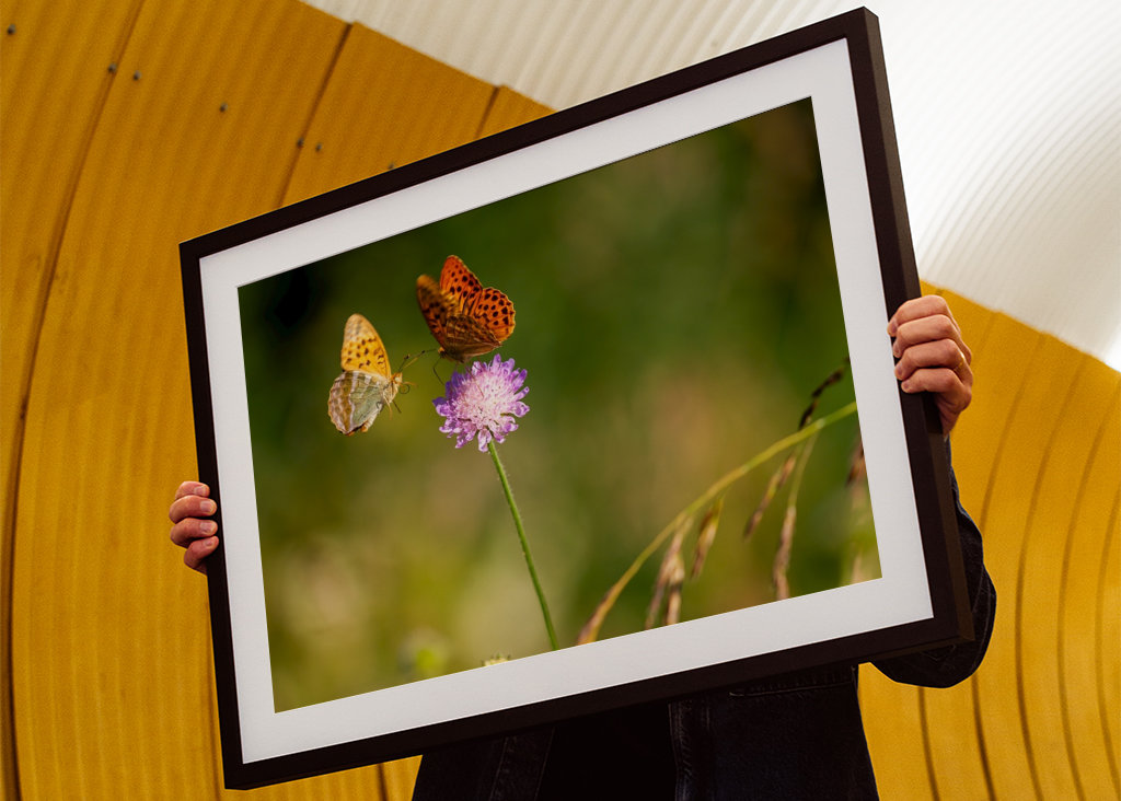 Motýli na letní louce